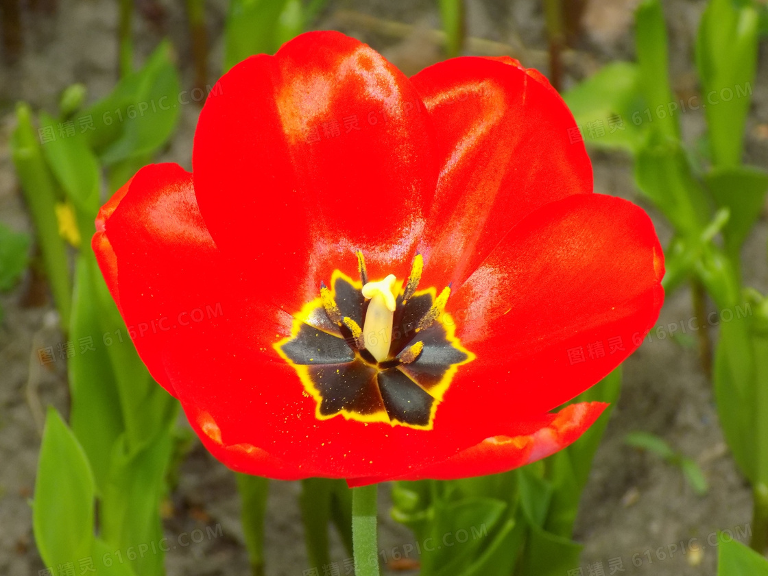 红色郁金香花朵特写图片