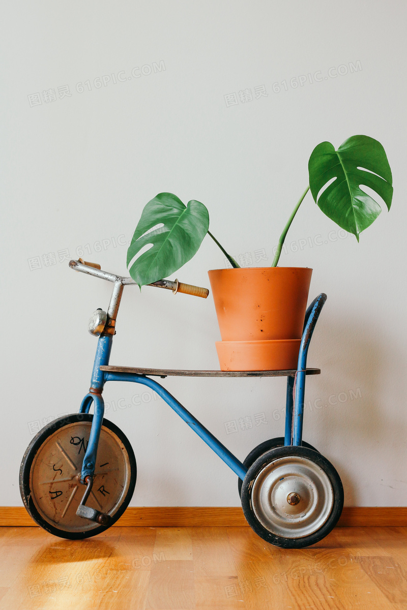 室内盆栽花卉植物图片