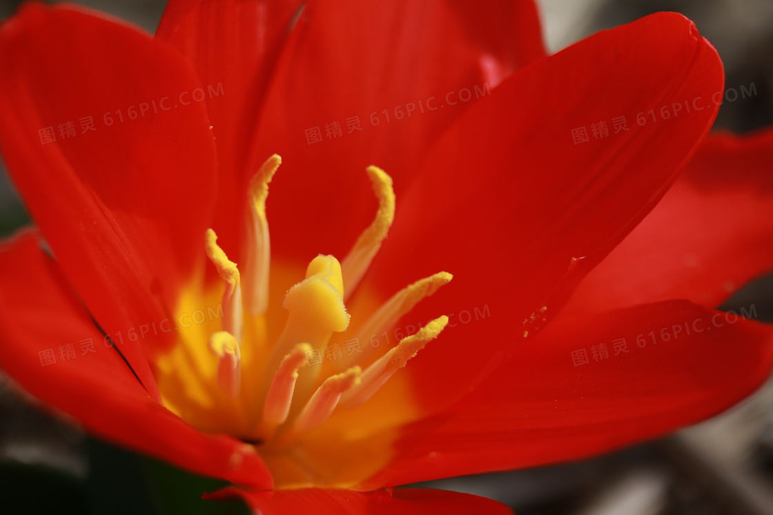 红色郁金香花朵微距图片