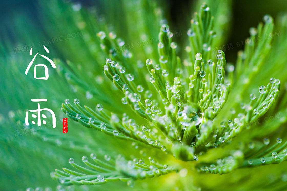 春天谷雨时节图片