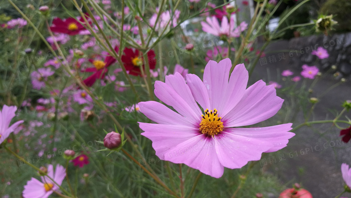 格桑花开花特写图片