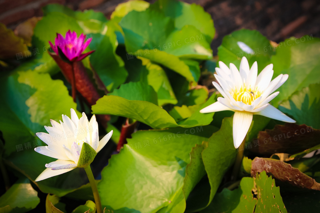 白莲花摄影图片