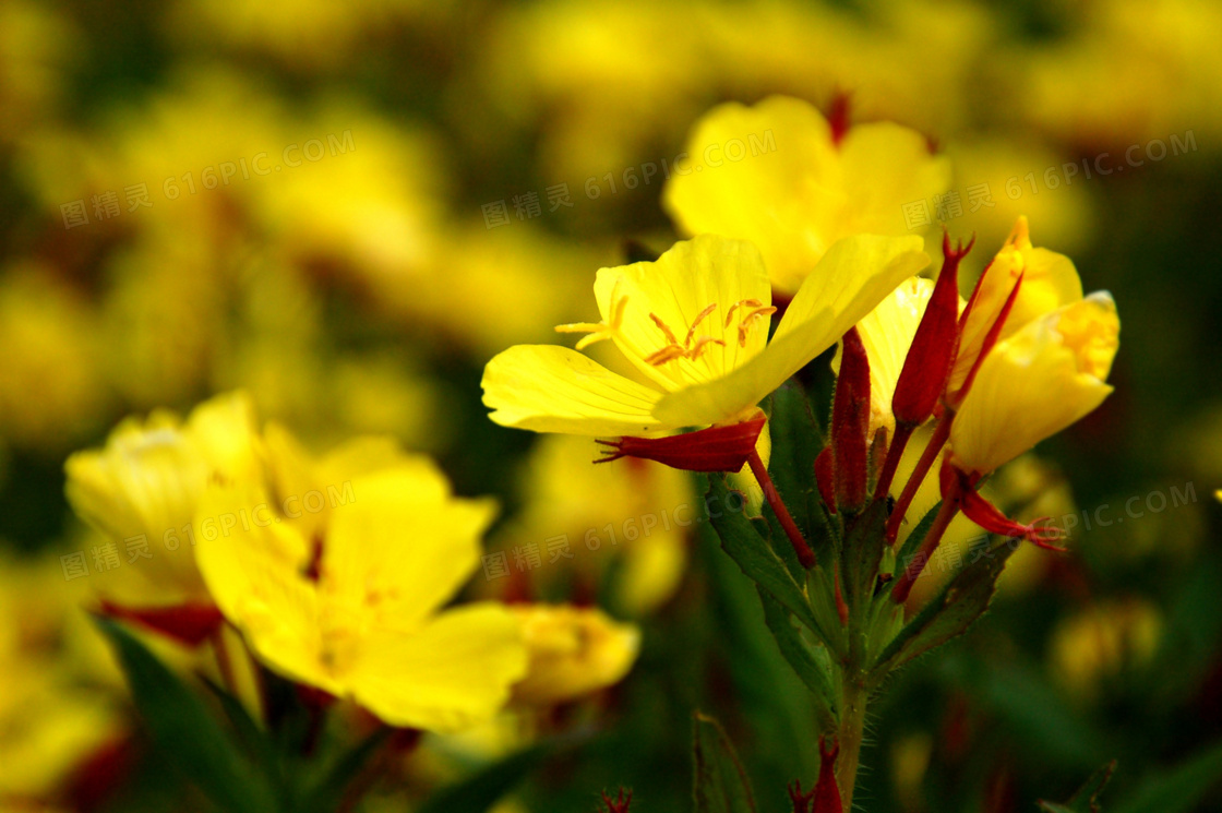 黄色花朵唯美摄影图片