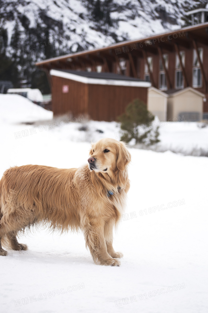 雪地金毛寻回犬图片