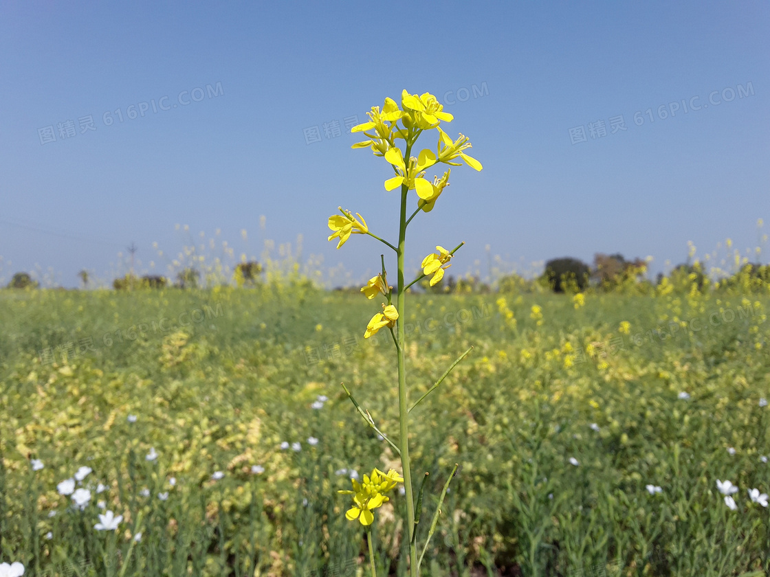 田野油菜花壁纸图片