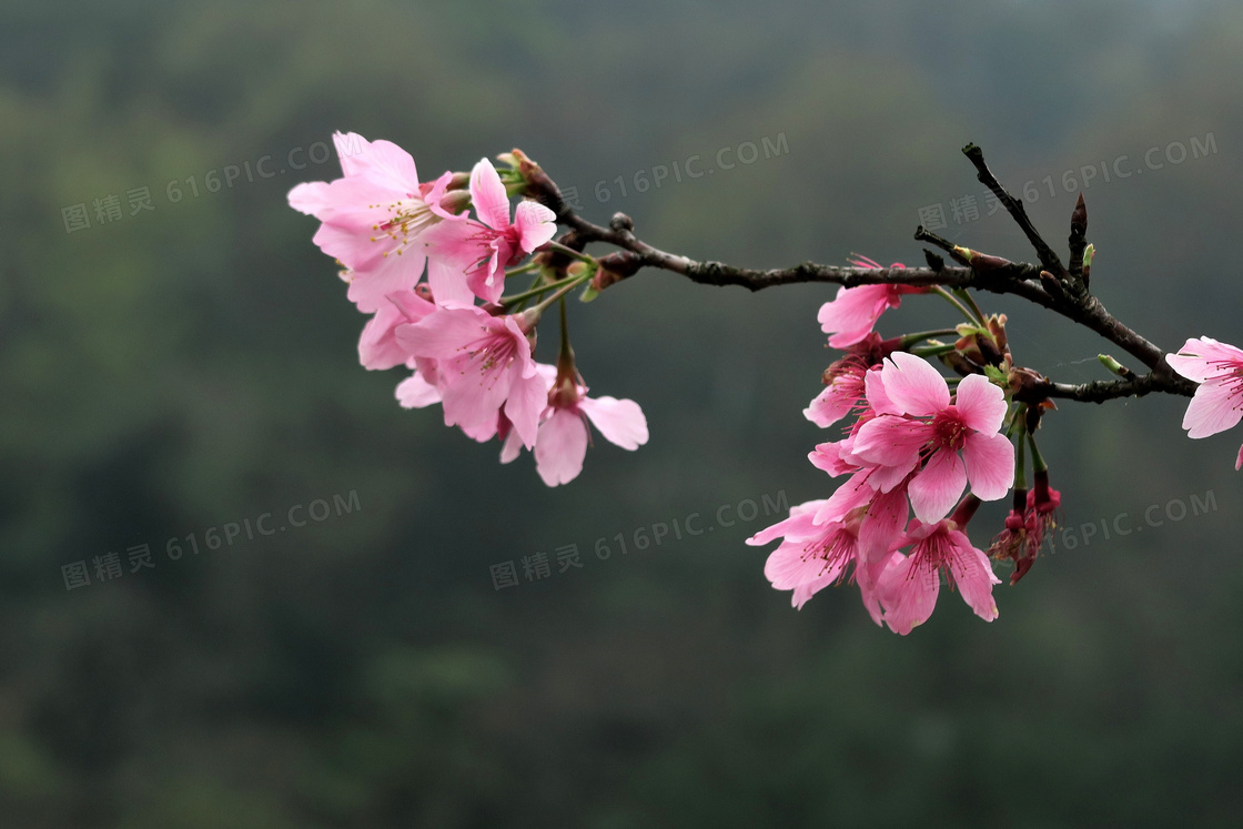 樱花枝樱花壁纸图片