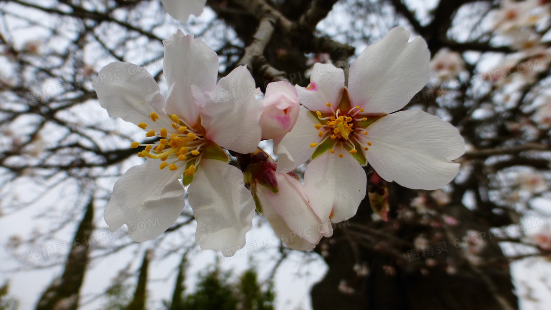 桃花枝桃花特写图片