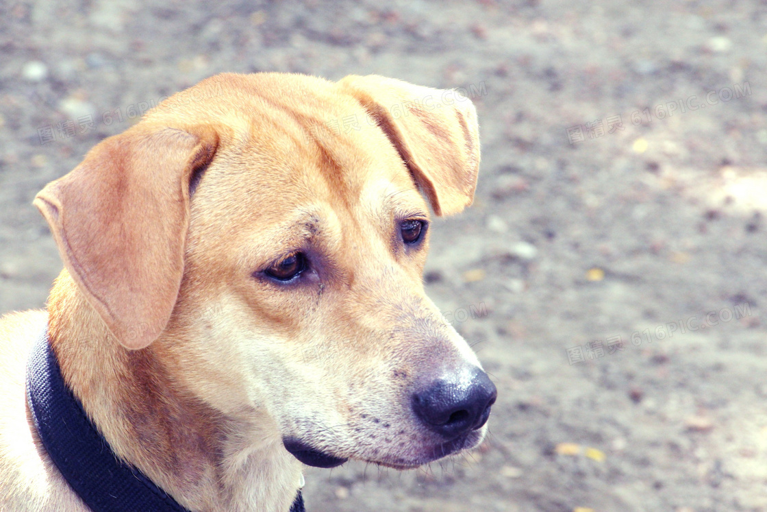 可爱流浪犬肖像图片