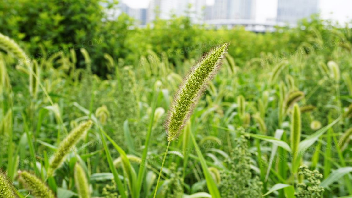 绿色植物狗尾巴草图片