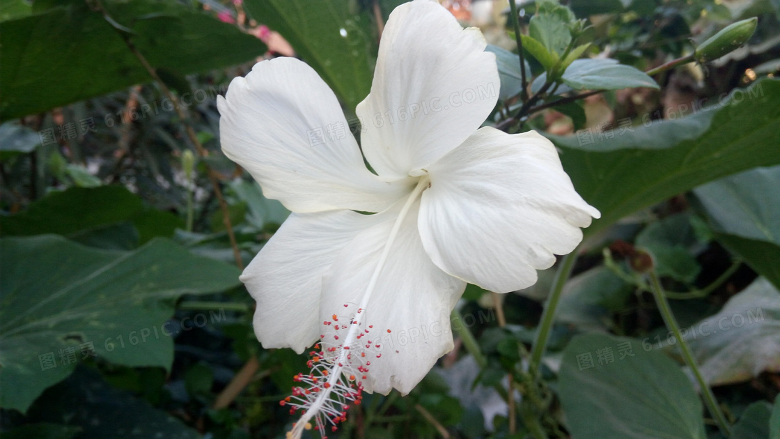 白色木槿花高清图片