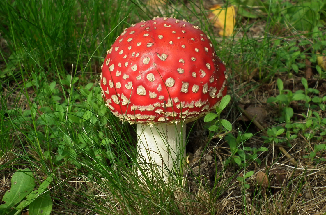 红色毒蘑菇图片红色毒蘑菇图片大全