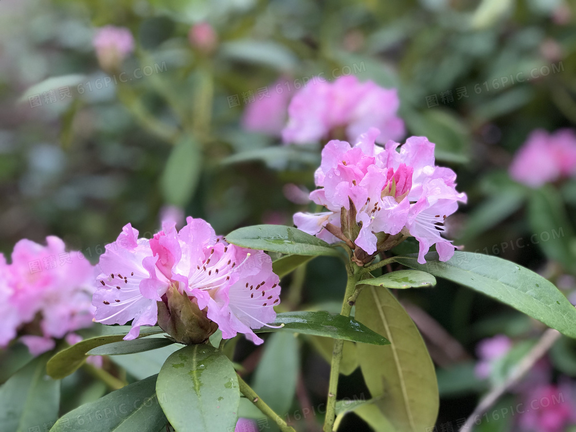 美丽粉红色杜鹃花图片