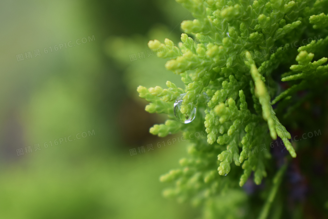 绿色小清新植物图片