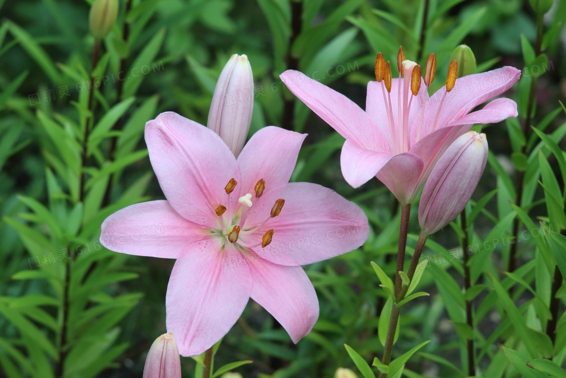 粉色清新百合花图片