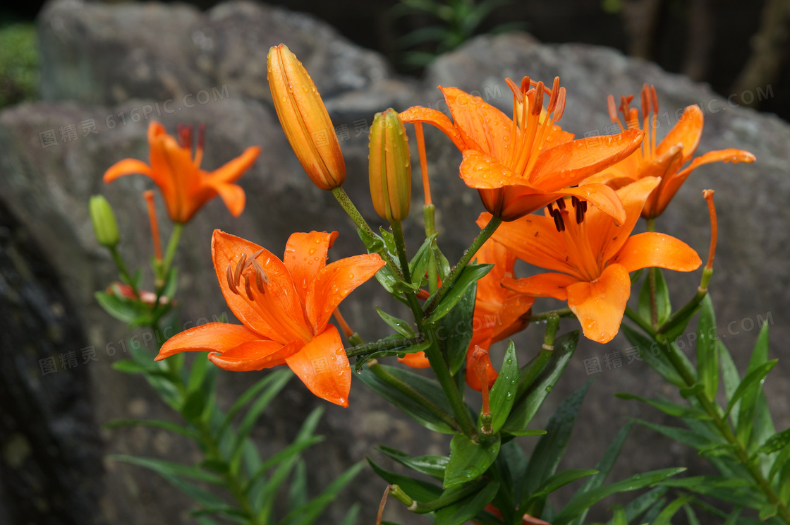 雨后橙色百合花图片