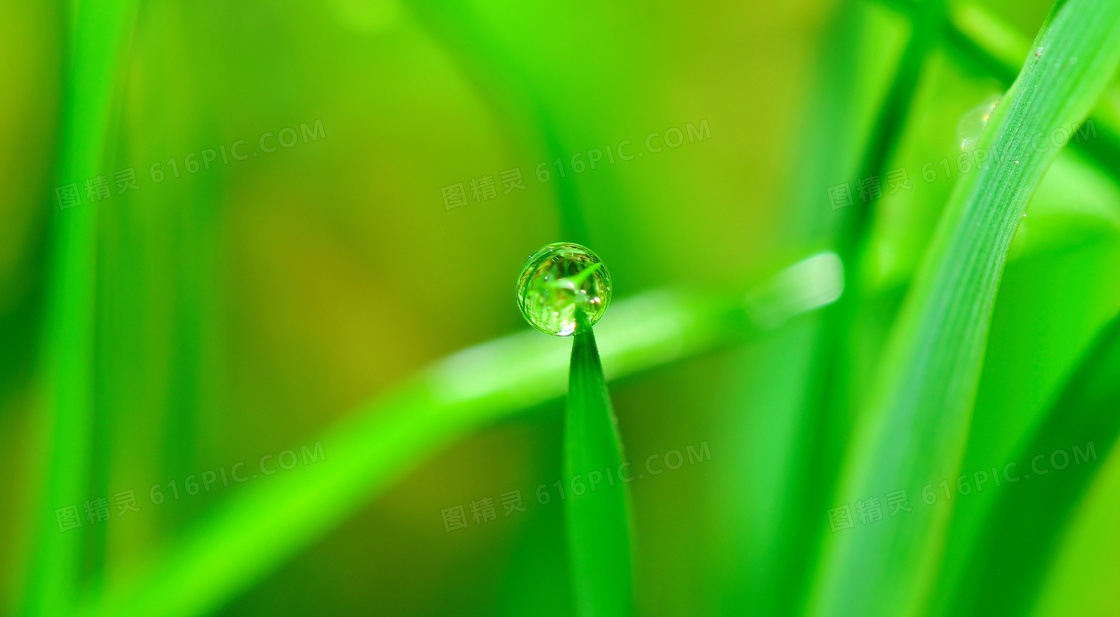 绿色植物护眼壁纸图片