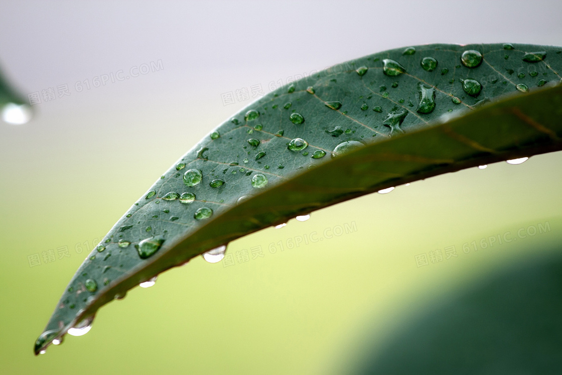 雨后叶子特写图片