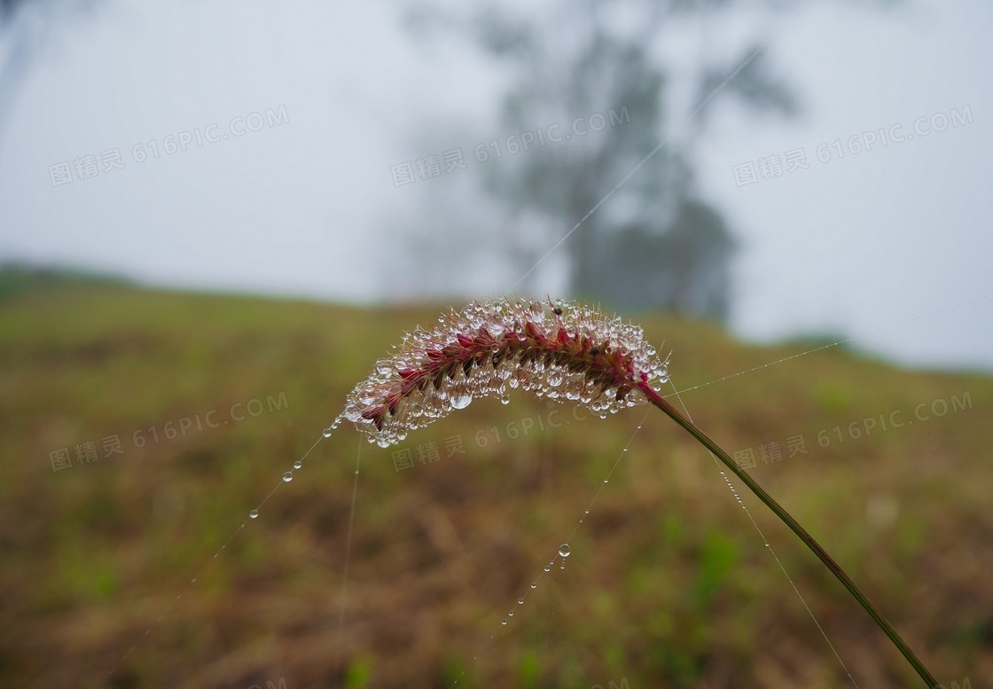 狗尾巴草露珠图片