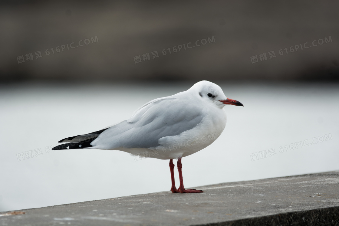 海鸥摄影图片