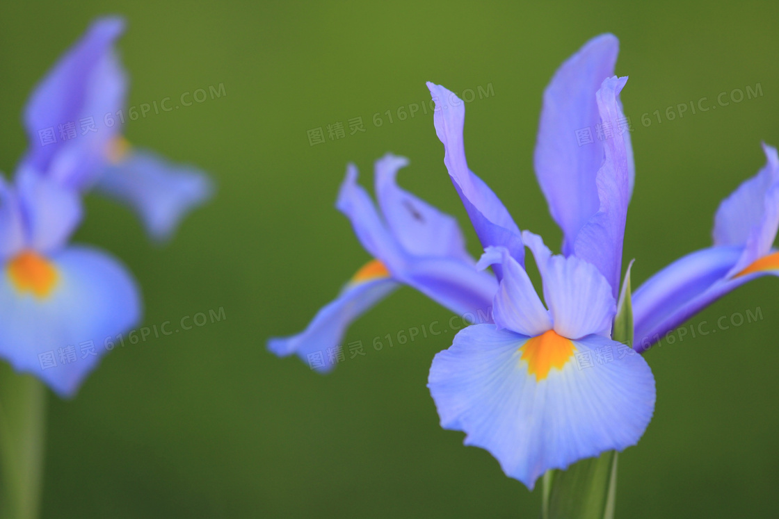 盛开百合花图片