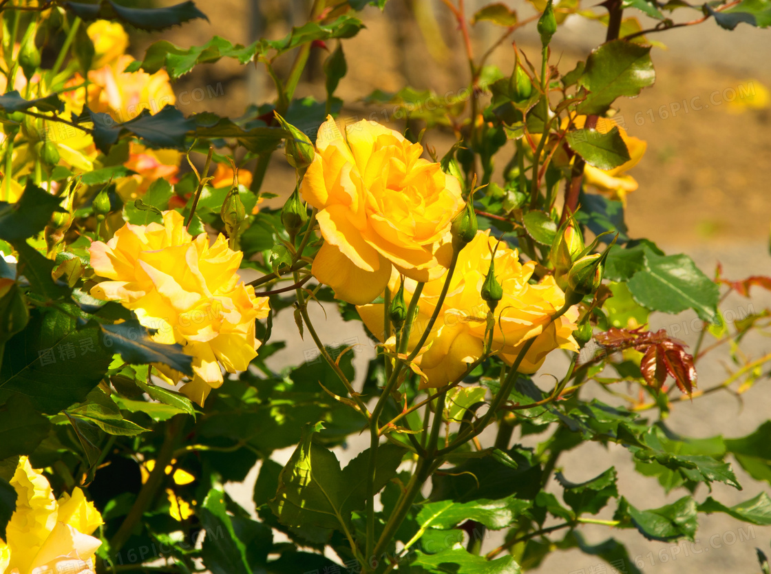 玫瑰 黄色 花 - Pixabay上的免费照片 - Pixabay
