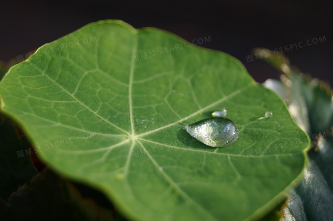 荷叶上的水滴图片