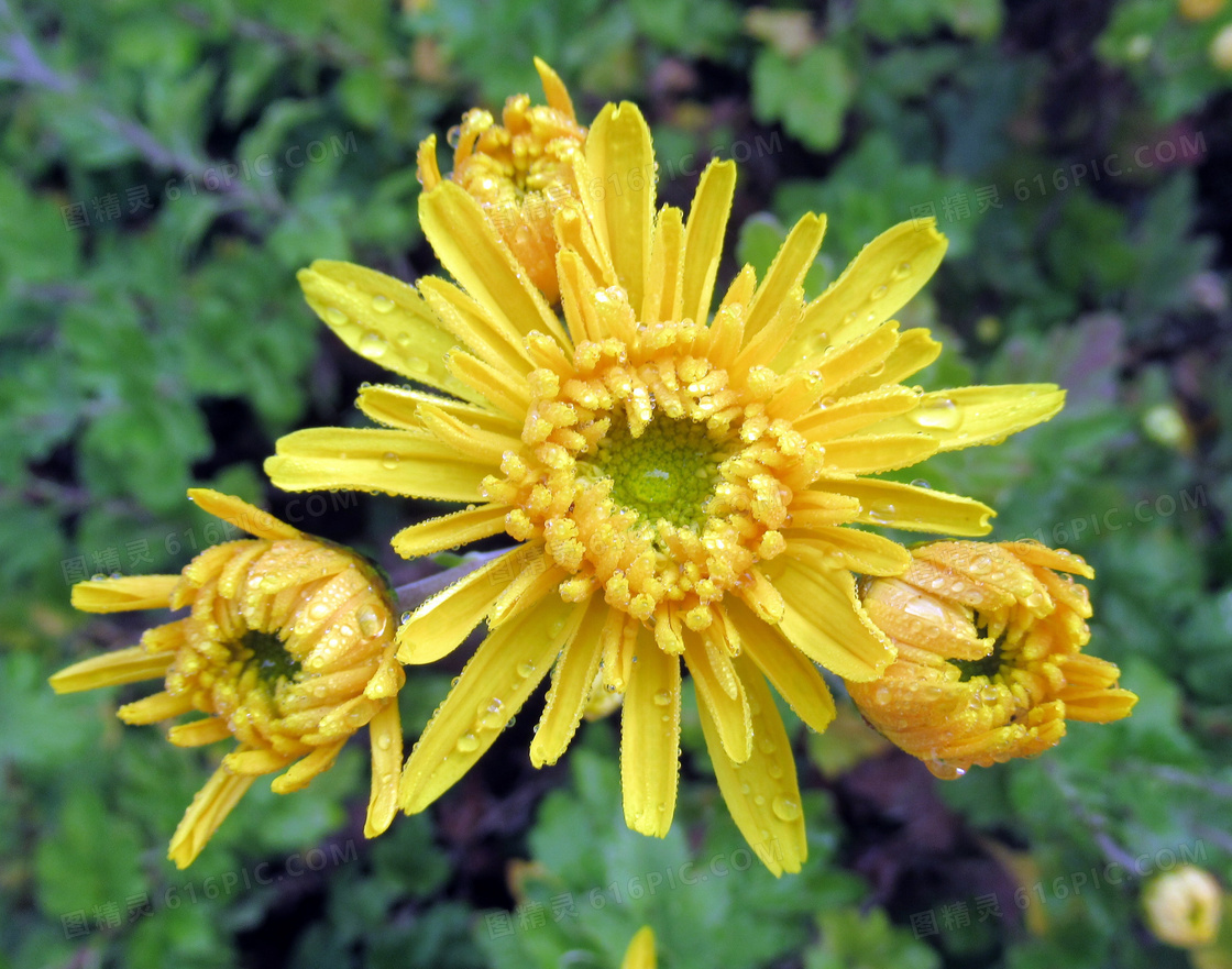 雨后黄菊花图片