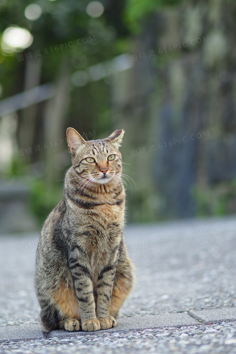 纯种狸花猫图片