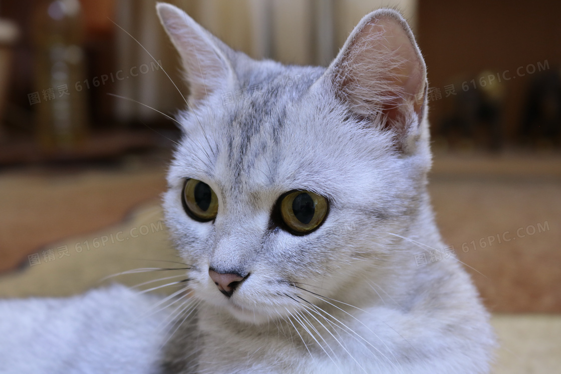 可爱白色短毛猫图片
