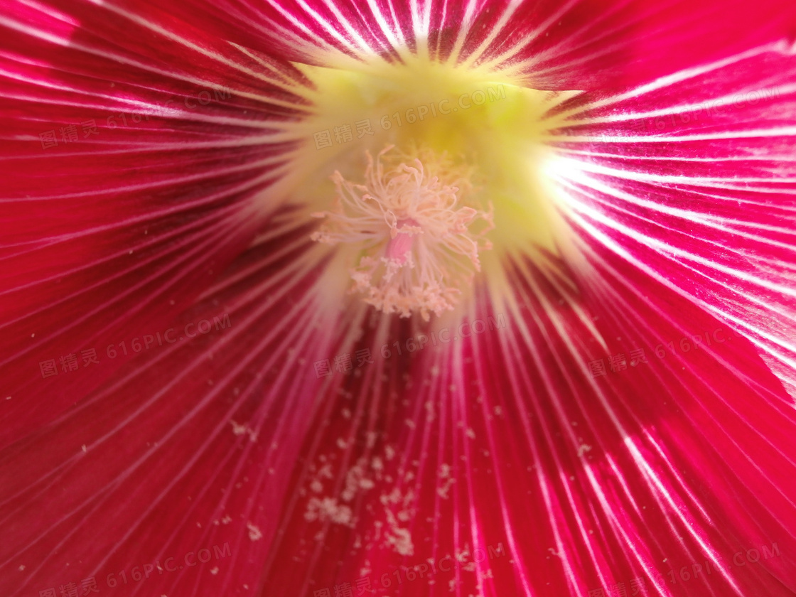 蜀葵花蕊特写图片