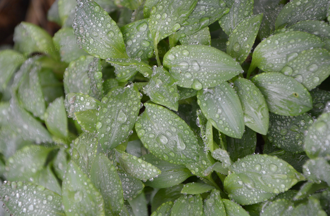 雨后绿色叶子图片