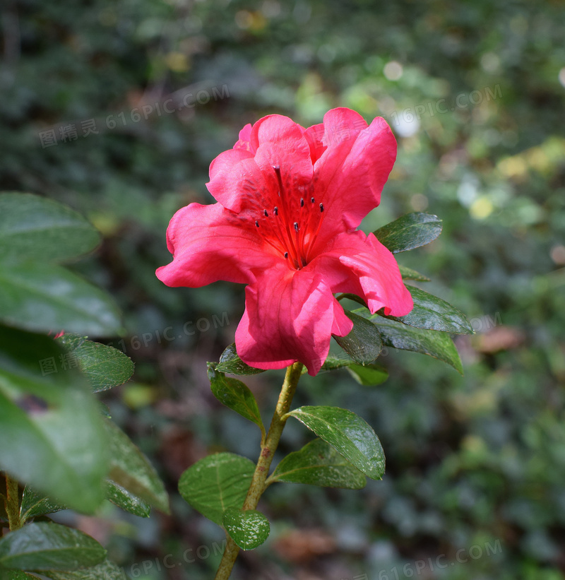 红色野杜鹃花图片 野杜鹃花图片大全