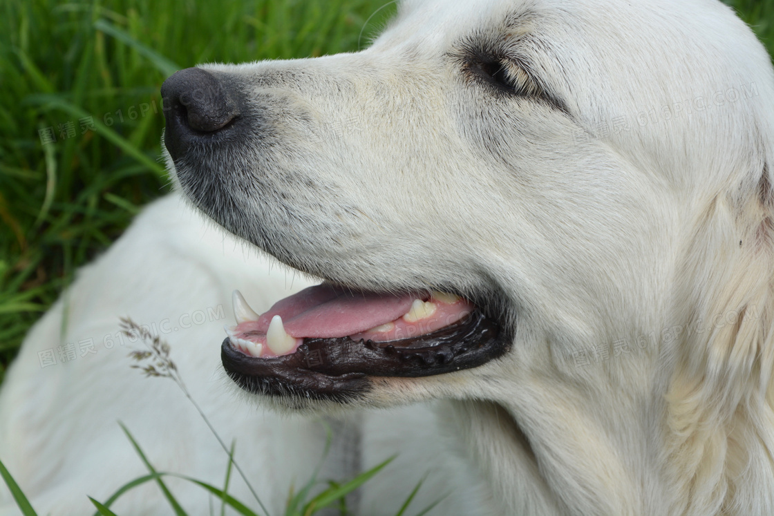 高清白色金毛犬图片