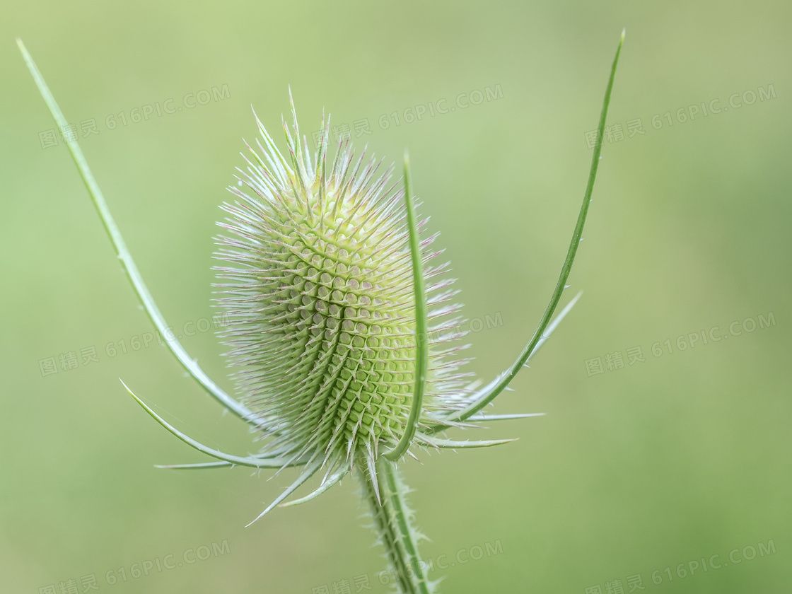 小清新植物淡雅背景图片