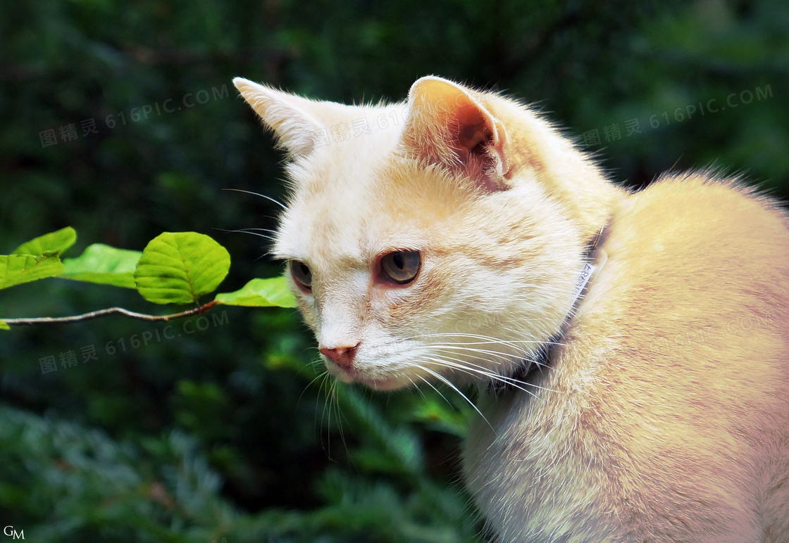 萌态可爱猫咪图片