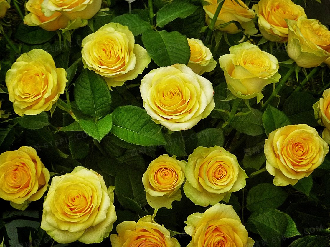 唯美黄玫瑰鲜花素材