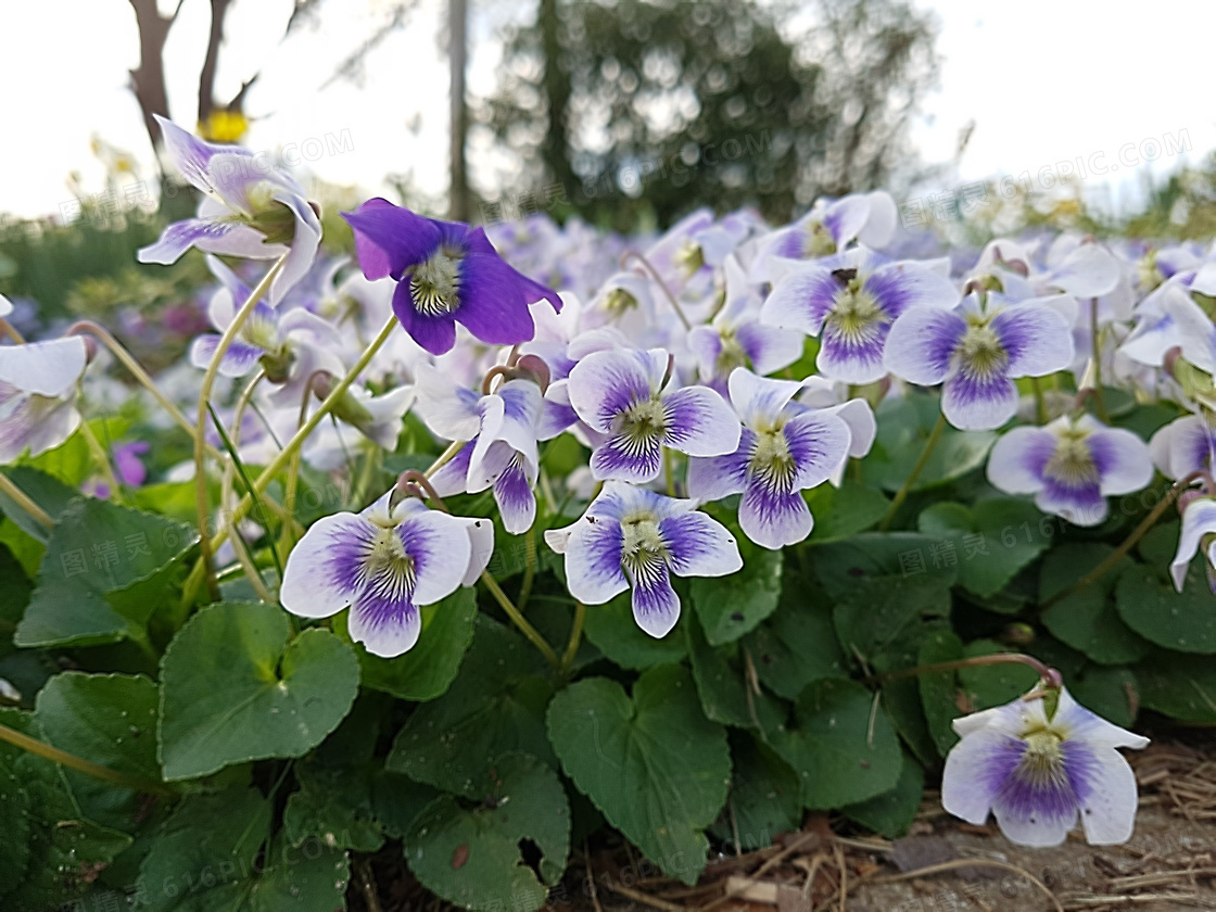 仙客来鲜花素材图片