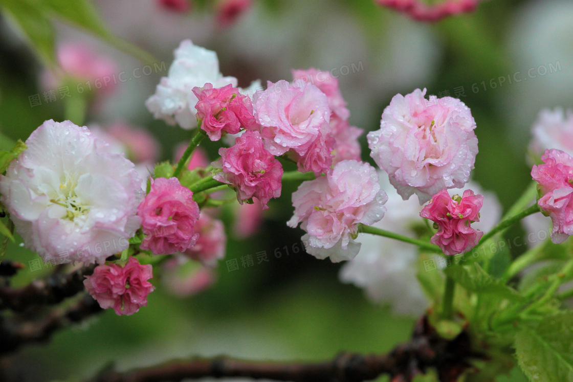 漂亮花花图片 漂亮花花图片大全