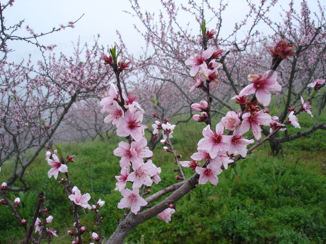 漫山遍野桃花图片