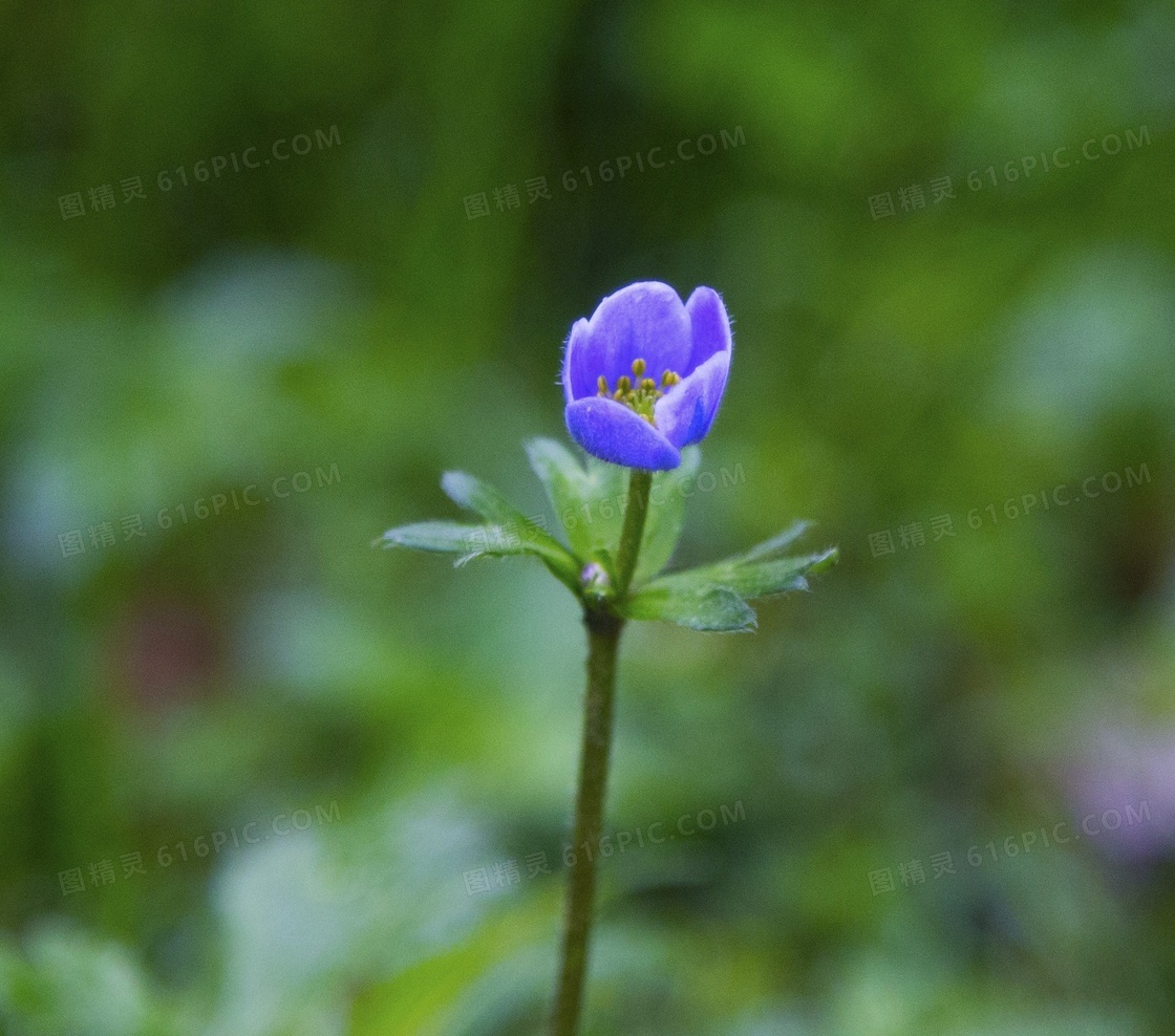 小清新自然花朵图片