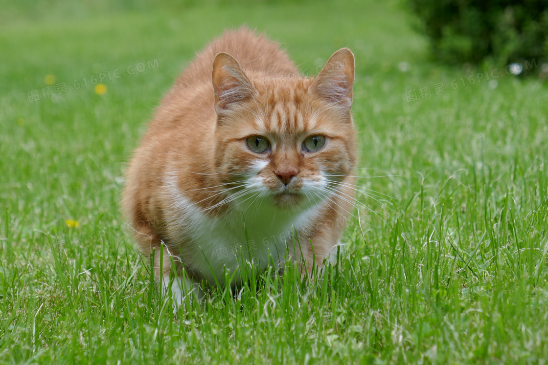 草地上可爱萌花猫图片