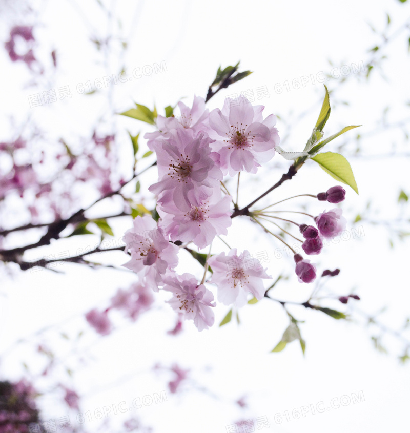 粉色樱花桌面壁纸图片