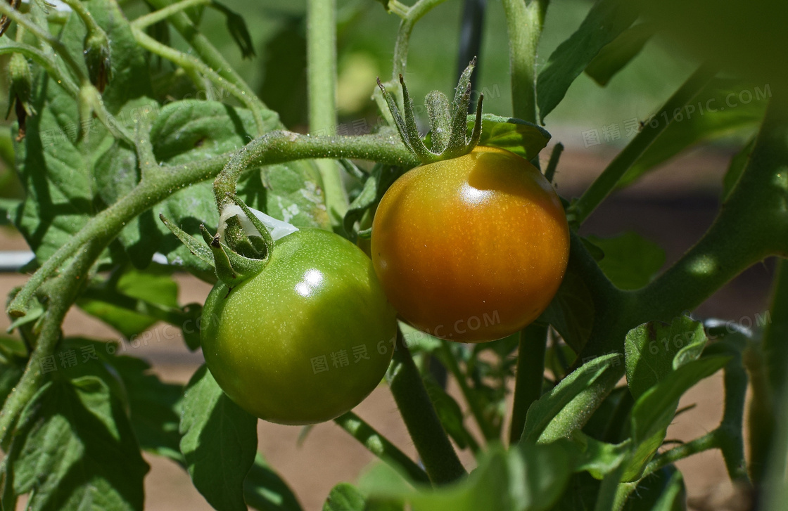 未成熟的西红柿图片