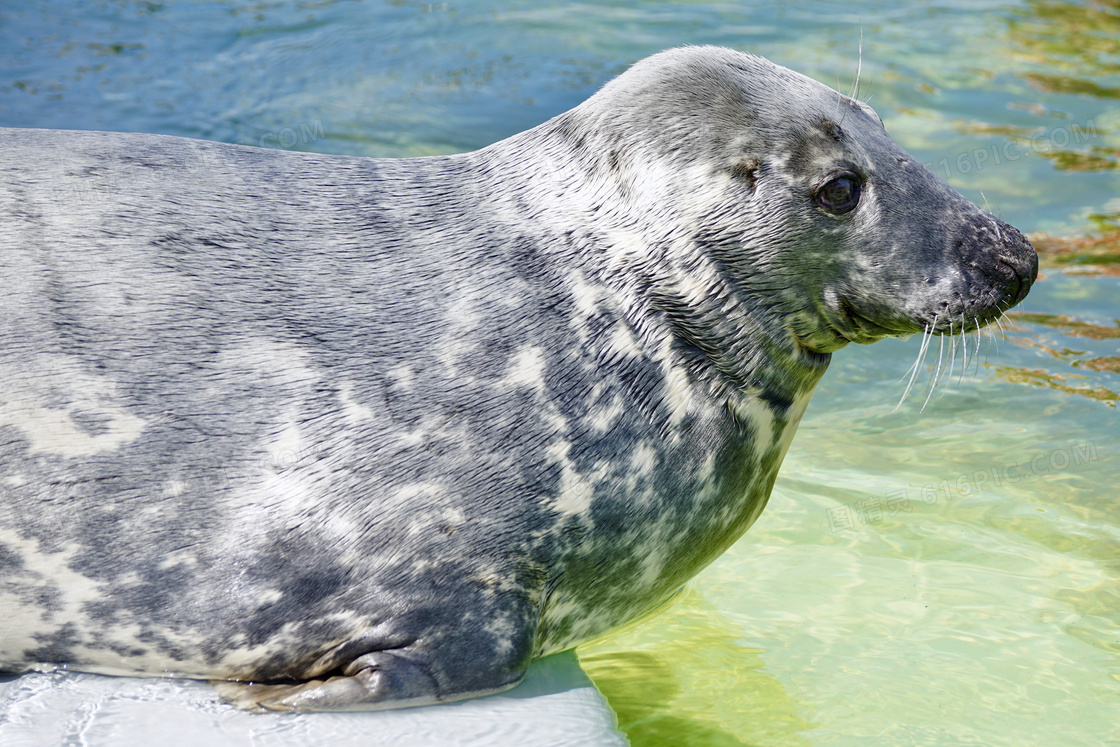 水族馆海狮图片