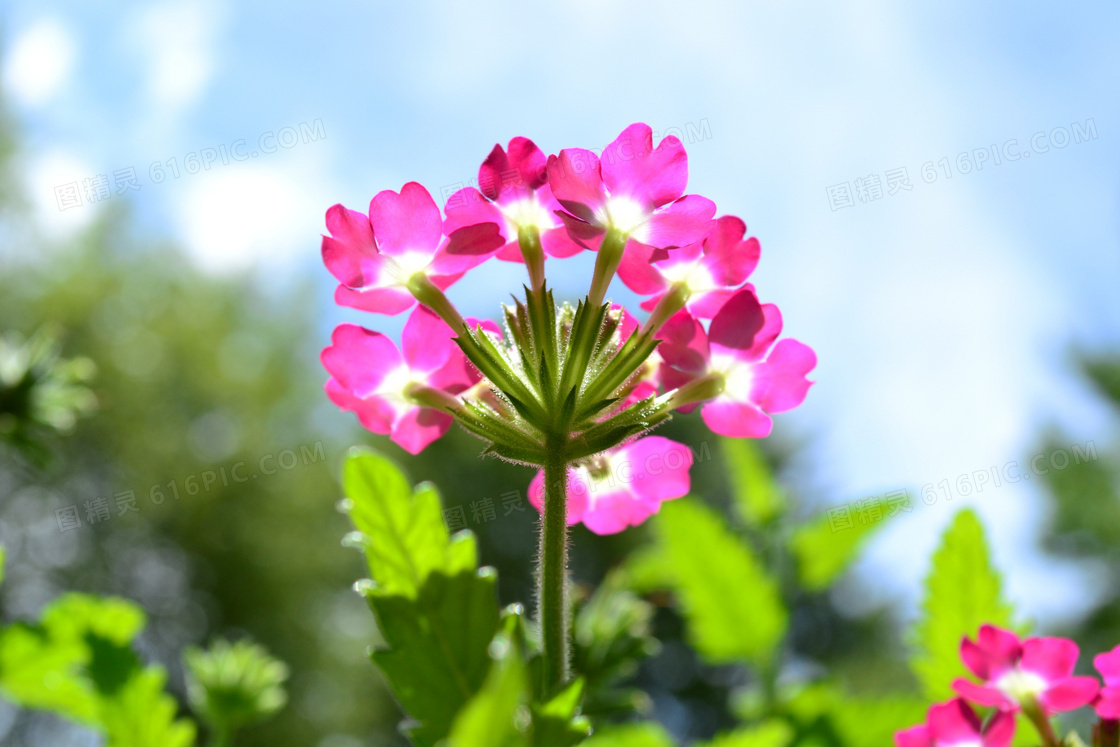 唯美花朵高清图片