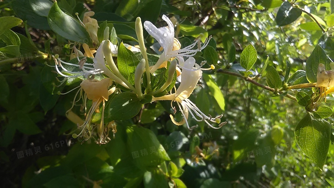 金银花摄影图片