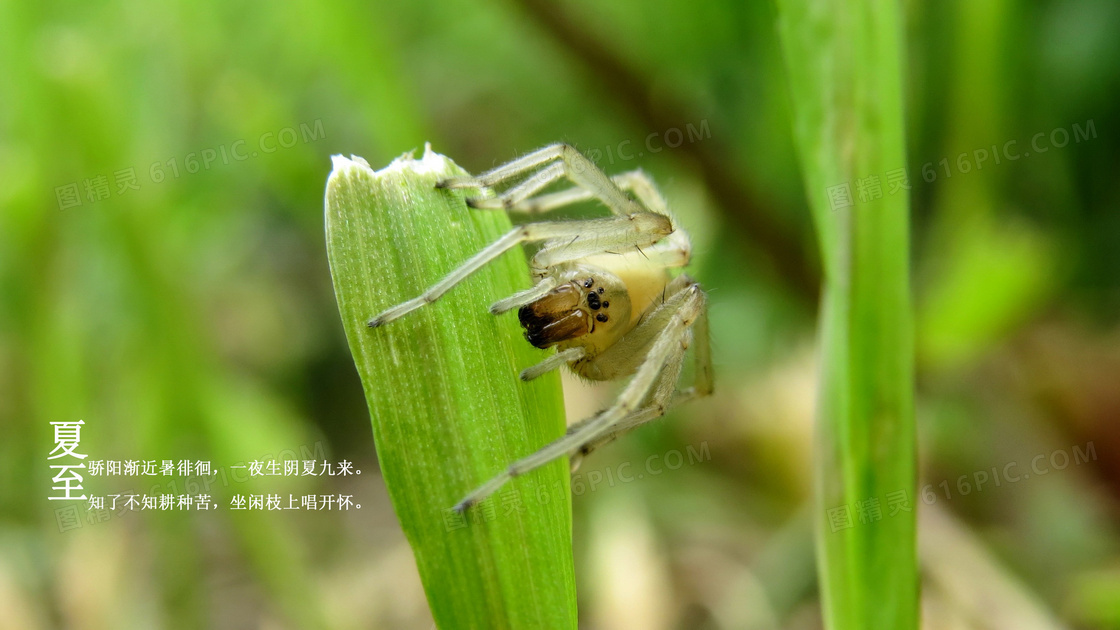 有关于节气夏至的片段