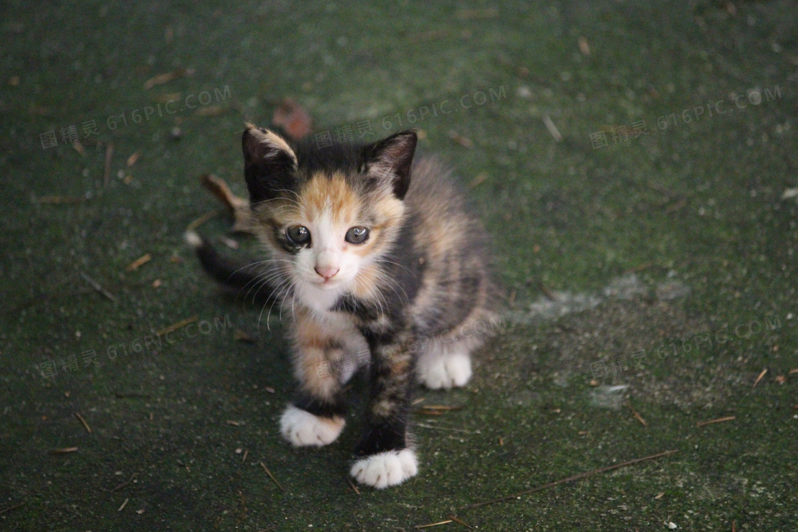  萌萌的小猫咪图片