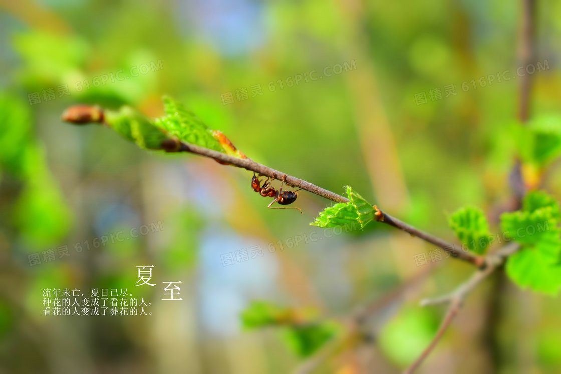 夏至未至经典语录图片