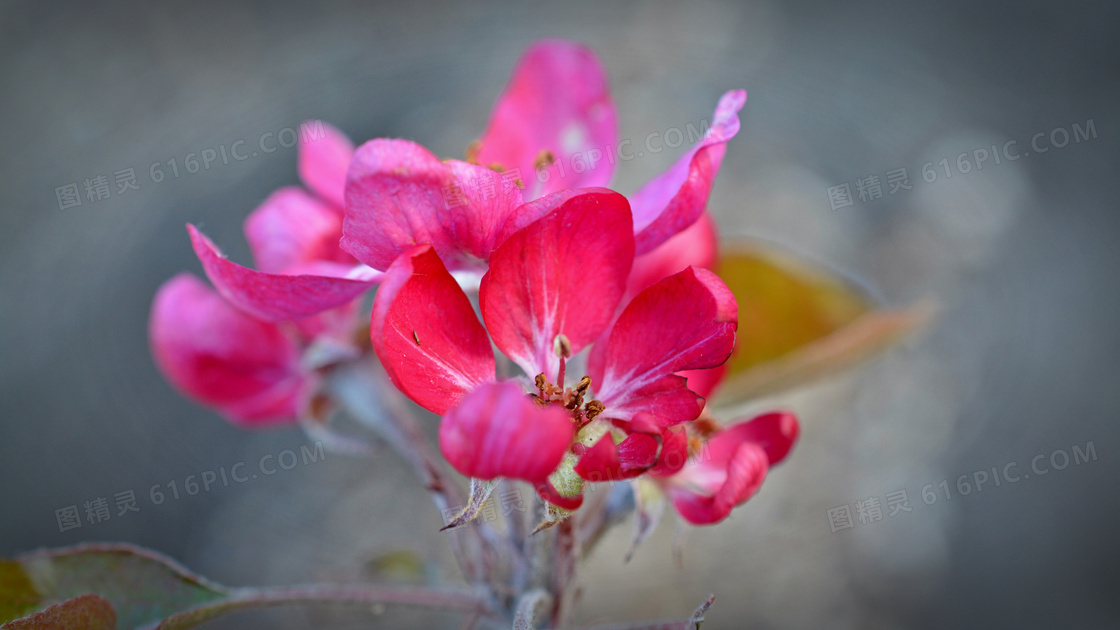 红色苹果花图片